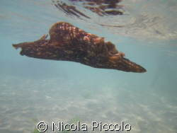 come una farfalla pentax W60 by Nicola Piccolo 